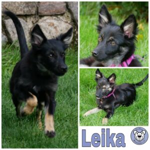 Leika in 21493 Möhnsen