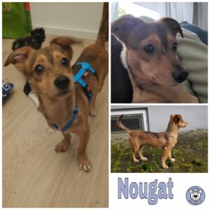 Nougat in 63773 Goldbach