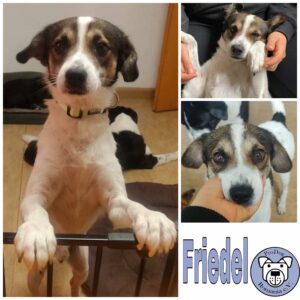 Friedel in 96052 Bamberg *vermittelt*