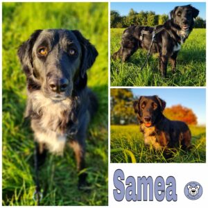 Samea in 64846 Groß-Zimmern *vermittelt*