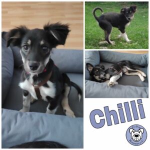 Chilli in in 63773 Goldbach *vermittelt*