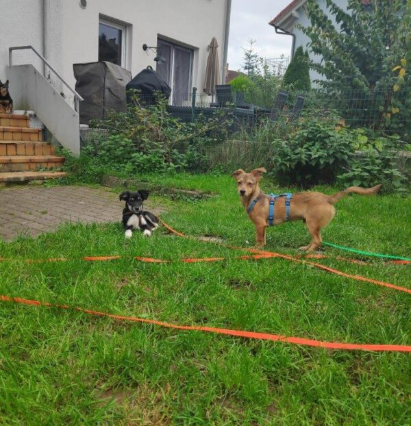 Chilli in in 63773 Goldbach *vermittelt* – Bild 3