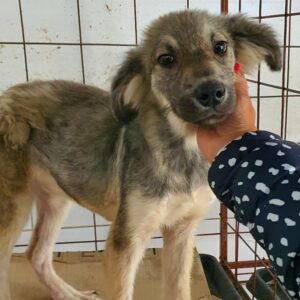 ALEIDIS - reserviert Tierhilfe Lebenswert DR - vermittelt