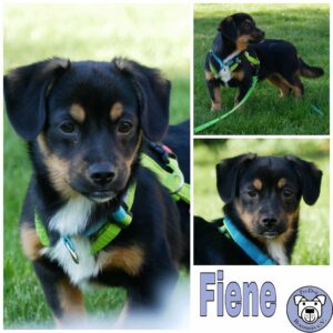 Fiene in 21493 Möhnsen - vermittelt