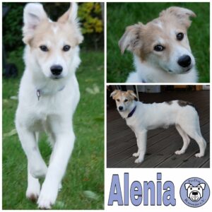 Alenia in 21493 Möhnsen *vermittelt*