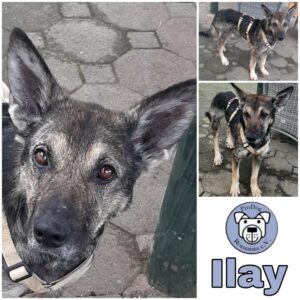 Ilay in 99636 Ostramondra - vermittelt