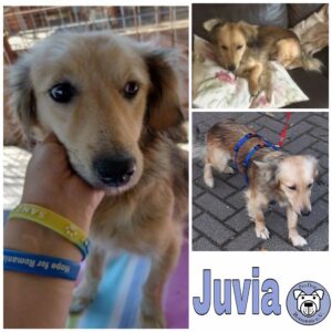 Juvia in 51429 Bergisch Gladbach *vermittelt*