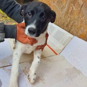 MAYLO (LUCAS) - reserviert Tierhilfe Lebenswert DR - vermittelt