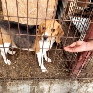 FERDIE - reserviert IH DR - vermittelt