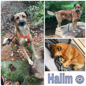 Halim in 41238 Mönchengladbach *vermittelt*