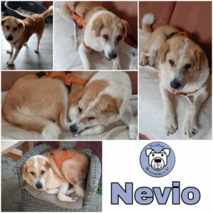 NEVIO - Gnadenplatzhund seit dem 21.07.2021 - RBB 28.10.2022