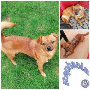 Raphaela in 27726 Worpswede - vermittelt