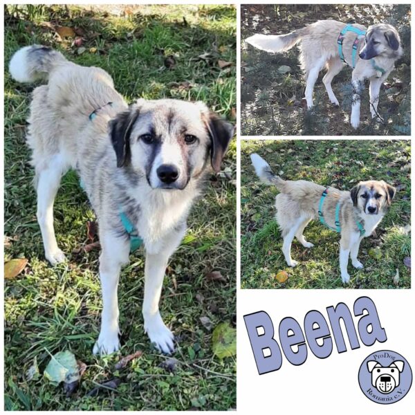Beena *vermittelt*
