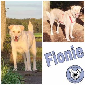 Fionie in 41366 Schwalmtal