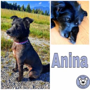 Anina in 82418 Murnau am Staffelsee *vermittelt*