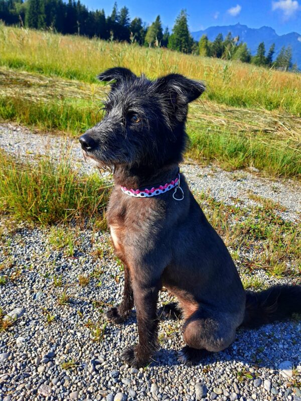 Anina in 82418 Murnau am Staffelsee *vermittelt* – Bild 3