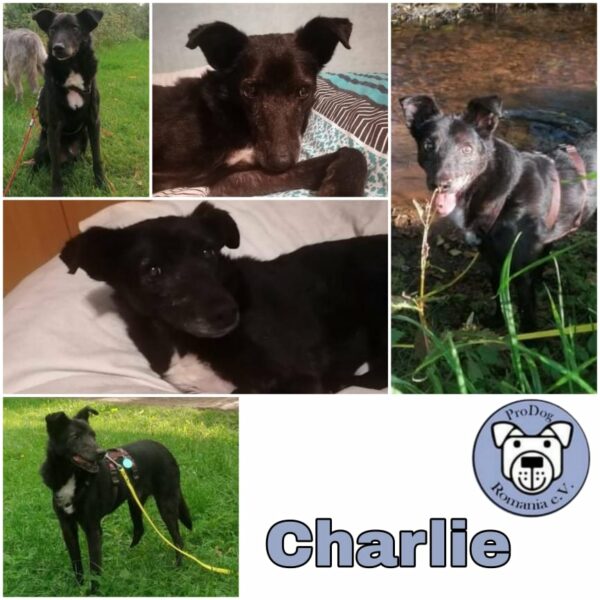 CHARLIE - Gnadenplatzhund seit dem 29.08.2021 - RBB 18.08.23