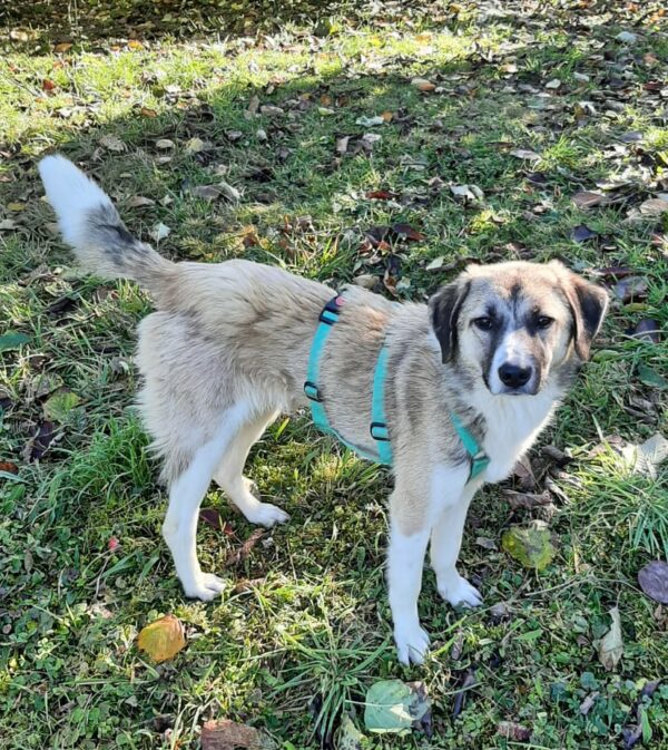 Beena *vermittelt* – Bild 3