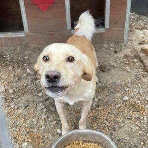 MANOLO - sehr dünn! - reserviert Tierhilfe Lebenswert DR - vermittelt