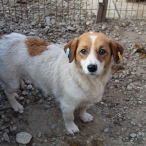 THILA - reserviert Tierhilfe Lebenswert DR - vermittelt