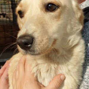 IVORY- reserviert IH DR - vermittelt