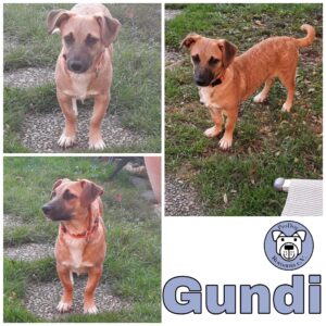 Gundi in 75417 Mühlac
