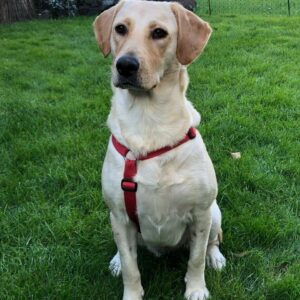 AMELIE in 59494 Soest *vermittelt*