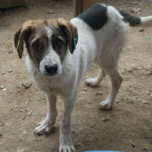 BASTIAN - Notfall - Hautprobleme, schwache Hinterhand, viel zu dünn, sehr verzweifelt - reserviert TINO (clinic 04/11) - vermittelt