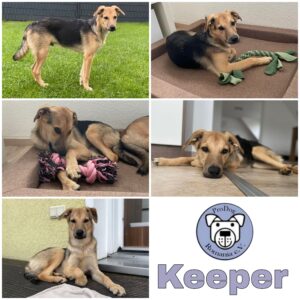 Keeper in 42579 Heiligenhaus - vermittelt