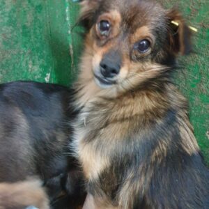 TEFFI - reserviert Tierhilfe Lebenswert DR (10.12.) - vermittelt