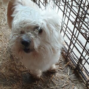 BEATLE - reserviert Tierhilfe Lebenswert DR (16.02.) - vermittelt