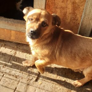 BOBO - reserviert TINO (23.02.) - vermittelt