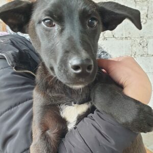 NEELA- reserviert für Tierhilfe Lebenswert DR (22-12) - vermittelt