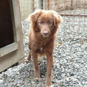 GOLDIE - reserviert Tierhilfe Lebenswert DR (03-01) - vermittelt