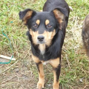 BENJA - reserviert Tierhilfe Lebenswert DR (10.01.) - vermittelt