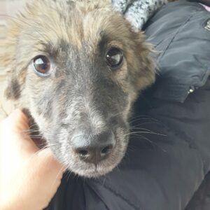 DEBORAH - sollte zeitnah ausreisen - reserviert Tierhilfe Lebenswert DR (13.12.) - vermittelt