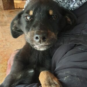 LIJA - reserviert IH DR (29.11.) - vermittelt