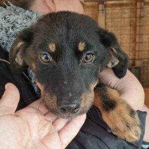 MAEVE - reserviert IH DR (01.12.) - vermittelt