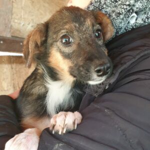 JINXI - sollte zeitnah ausreisen - reserviert für Tierhilfe Lebenswert DR IH (20-12) - vermittelt