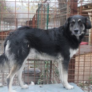 MANITA - reserviert TST Europa vermittelt