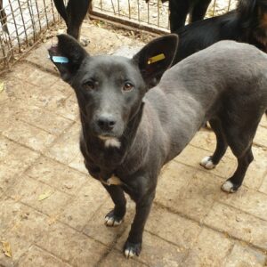 TATJANA - dünn, frische Wunden - reserviert KM - vermittelt