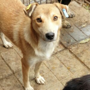 BEATA - reserviert Tierhilfe Lebenswert DR (07.11.) - vermittelt