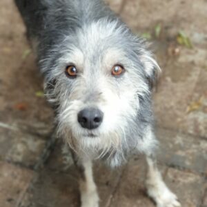 PALOMA - reserviert IH DR - vermittelt