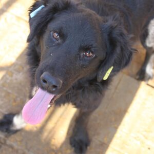 INGEL – RBB 12/2021