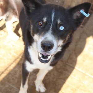 VINCENTO - reserviert Menschen für Tiere / Köln Ostheim - vermittelt