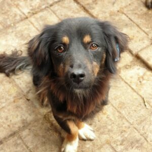 ELISABETH - zu dünn - reserviert Tierhilfe Lebenswert DR - vermittelt