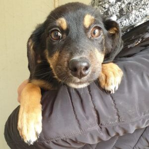 TORVI - RRBB 17.12.2021