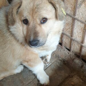 JANIS - reserviert Tierhilfe Lebenswert DR - vermittelt