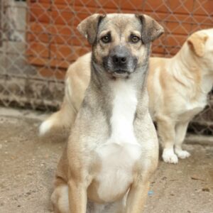 MOIRA - reserviert Tierhilfe Lebenswert DR (16.01.) - vermittelt