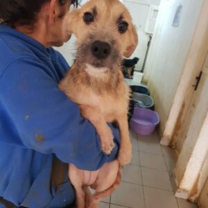 KARA - reserviert Tierhilfe Lebenswert DR (18.12.) - vermittelt